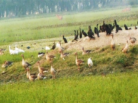 Shekha Lake